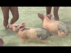 Există un loc ce arată ca în RAI, invadat de porcuşori care înoată cu turiştii. VIDEO AMUZANT!