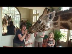 Hotelul în care stai la masă cu girafele regale! Video inedit!