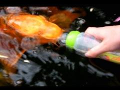 VIDEO INEDIT! Locul unde poţi hrăni PEŞTII cu BIBERONUL!