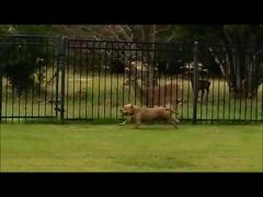 Un PITBULL este cel mai bun prieten al unei căprioare