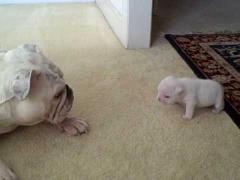 VIDEO SAVUROS! Este mic dar fioros. Ce îi face acest pui de bulldog mamei este ADORABIL