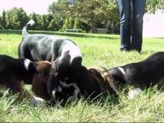 PREMIERĂ MONDIALĂ! Primii pui de căței concepuți in vitro s-au născut în Statele Unite