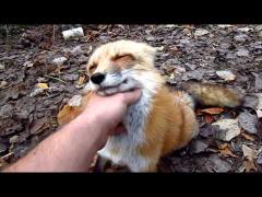 VIDEO! Vulpea, cel mai bun prieten al omului?!