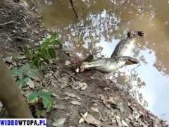 Video! Ce se întâmplă când un aligator atacă un ţipar electric