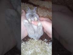 Uite-l cum se răsfaţă! Un pui de iepuraş adoră să fie alintat - VIDEO