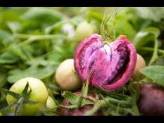 Roşia mov, leguma super-sănătoasă care ne scapă de cancer