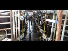 VIDEO ŞOCANT! Cruzime fără margini! De unde vine mozzarella de bivoliţă premium