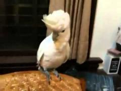 Gangnam Style păsăresc. Cel mai tare papagal DANSATOR. Video AMUZANT!