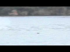 S-au inversat rolurile! Un peşte a prins, din zbor, o pasăre