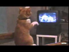 VIDEO AMUZANT! O pisică se antrenează pentru a deveni pugilist