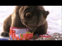 Asta chiar e tare! Ursul care mănâncă la masă şi e cavaler de onoare la nuntă