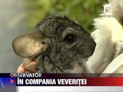 Observator de weekend