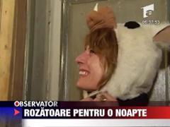 Rozatoare pentru o noapte