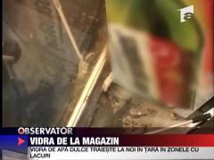 Vidra de la magazin