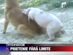 Prietenie fara limite