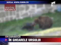 In ghearele ursului