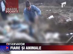 Fiare si animale