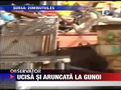 Ucisa si aruncata la gunoi