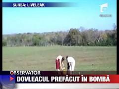 Dovleacul prefacut in bomba