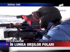 In lumea ursilor polari