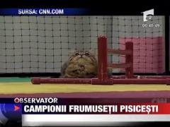 Campionii frumusetii pisicesti