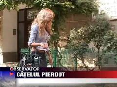Catelul pierdut