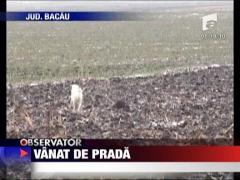 Vanat de prada