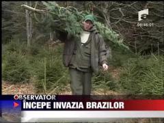 Incepe invazia brazilor