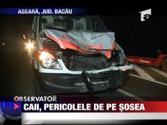 Caii, pericolele de  pe sosea