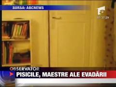 Pisicile, maestre ale evadarii