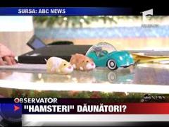 "Hamsterii" daunatori?