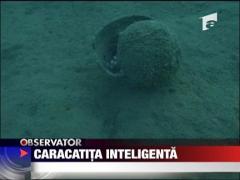 caracatita inteligenta