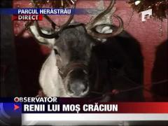 Renii lui Mos Craciun