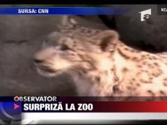 Surpriza la zoo