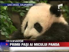 Primi pasi ai micului panda