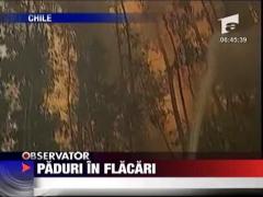 Paduri in flacari