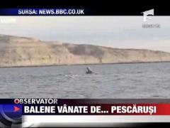 Balenele vanate de... pescarusi