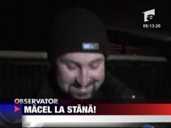 Macel la stana