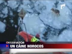 Un caine norocos