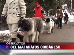 Cei mai frumosi ciobanesti romanesti s-au intilnit la Borsa