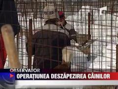 Zeci de caini comunitari, omorati de zapada