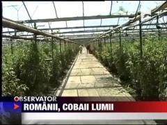 Romania pe post de cobai