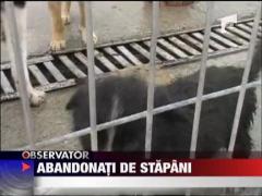 Caini abandonati la Arad