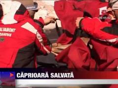 Caprioara salvata de jandarmi si salvamontisti