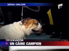 Un caine campion