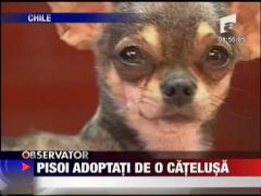 Pisoi adoptati de o catelusa