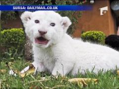 Pui de leu alb, vedeta zoo din Pretoria