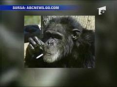 Cimpanzeu la dezintoxicare