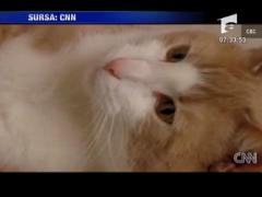 Ingerul cu patru labute