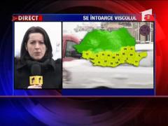 Cod galben de viscol